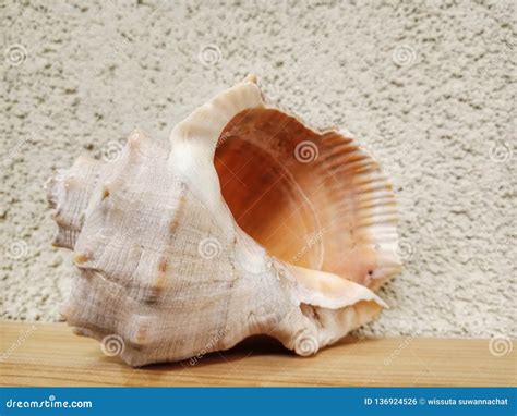 Image result for Empty Shell Body