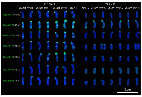 Oligonucleotides and ND-FISH Displaying Different Arrangements of ...