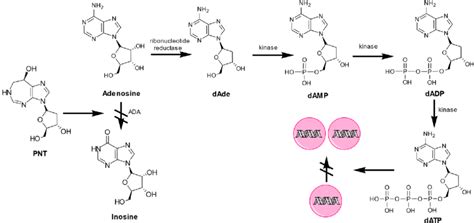 Image result for Pnt