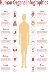 Human Organs Icons With Male Figure Infographics Poster (Size 12 Inch x ...