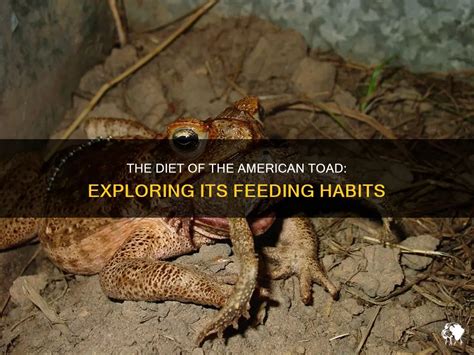 Image result for Giant Toad Eating