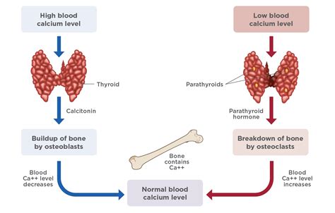 Hypercalcemia in Dogs | Today's Veterinary Nurse