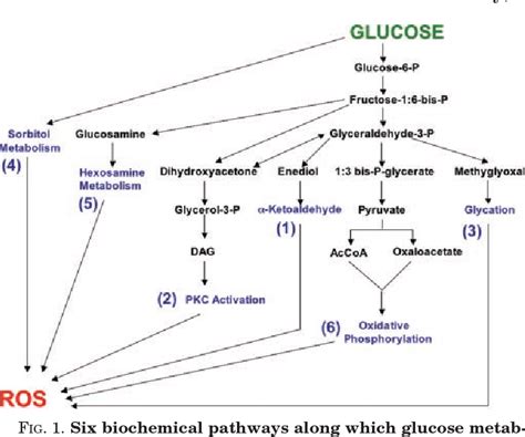 Image result for Beta Cell Structure