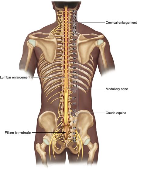 Spinal Cord Histology Spinal Cord Spinal Human Anatomy