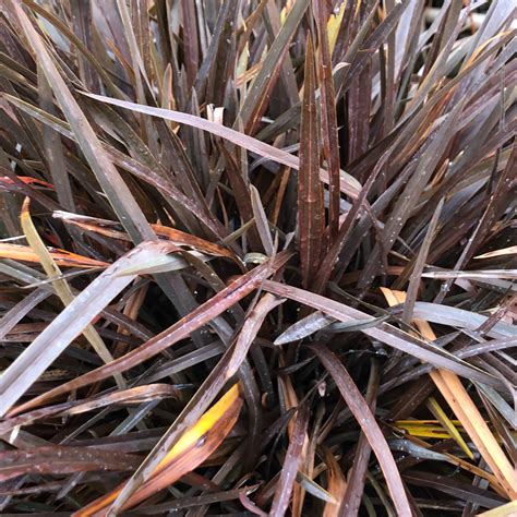 Phormium Tenax Rubrum New Zealand Flax | SiteOne