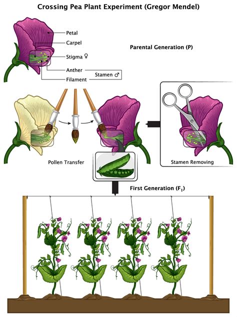 Monohybrid cross – Inheritance of one gene — lesson. Science State ...