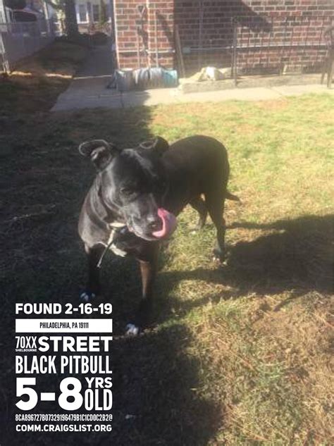 #FOUNDdog 2-16-19 #Philadelphia, #PA 19111 70XX Shelbourne Street Black ...