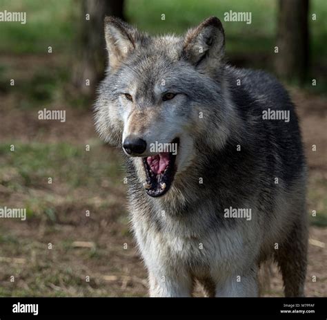 Mexico Gray Wolf Alpha