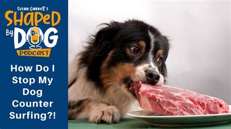 How To Stop Counter Surfing Dogs - what prevents puppies from counter surfing