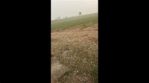 Farmers dread losses as hail, rain flatten vegetable crops in Haryana