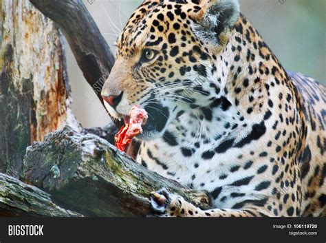 Jaguar Animal Eating