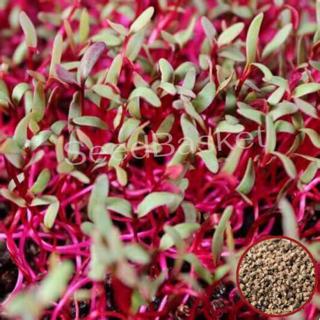 Microgreens Beetroot Seeds