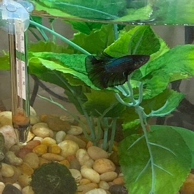 Image result for Java Moss Ball