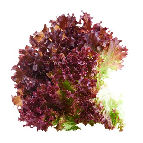Red Sweet Crisp Lettuce | Harvest Moon Aquaponics Farm