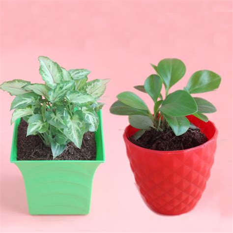 Send Set of 5 Air Purifiers Online - GAL19-93995 | Giftalove