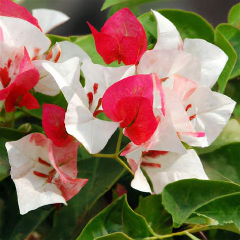 The Bougainvillea Plant, Why is It so Popular? — Mahindra Nursery
