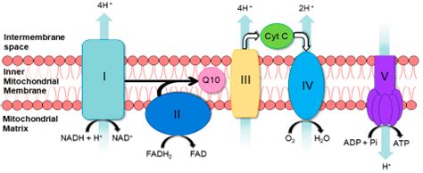 The Biochemical Assessment of Mitochondrial Respiratory Chain Disorders