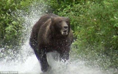 美国游客堵车遭遇3头黑熊，竟脑子抽疯伸手去击掌，黑熊一下子兴奋了 - 知乎