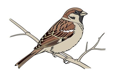 Векторная иллюстрация Sparrow Line Art | Премиум векторы
