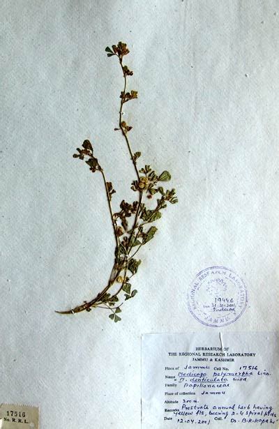 medicago_polymorpha.