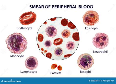 Smear of Peripheral Blood, 3D Illustration Stock Illustration ...