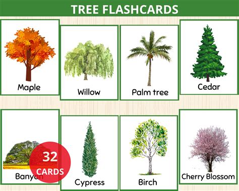 Tree Flashcard 的图像结果