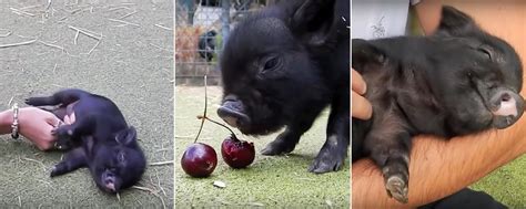 Wellness fürs Schwein: Ein Ferkel im siebten Himmel | agrarheute.com