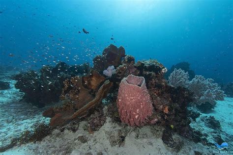 ROCTOPUS DIVE MOYO ISLAND - All You Need to Know BEFORE You Go 2026 ...