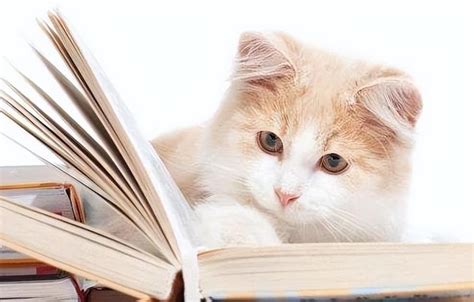 猫对主人的记忆有多久?有的猫咪“是一辈子” - 生活 - 布条百科