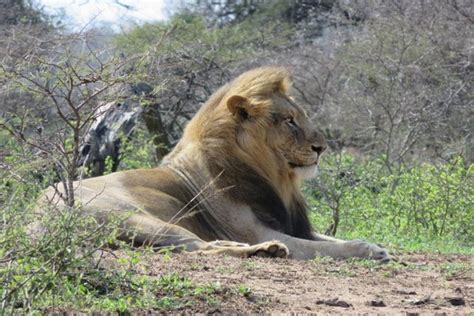 Full-Day Hluhluwe Imfolozi Park Big Five Game Drive 2021 - St Lucia
