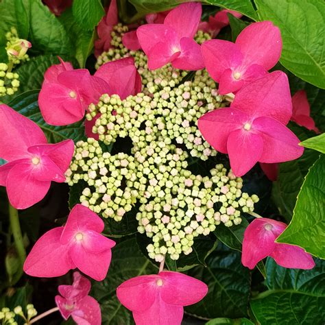 Hydrangea macrophylla 'Strawberries & Cream' – Pikirangi Online Garden ...