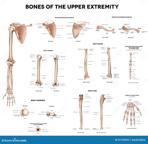 Bones of the Upper Extremity Stock Vector - Illustration of human ...