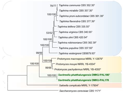A Novel Yeast Genus and Two Novel Species Isolated from Pineapple ...