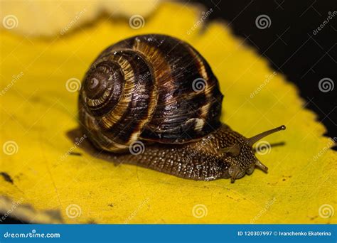 A Kind Of Snail Without Shell Is Slowly Moving Towards The Tender ...