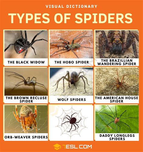 Types of Spiders in English: Names, Facts, and Venomous vs Non-Venomous ...