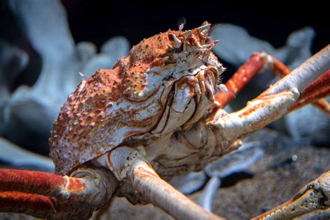 Japanese Spider Crab Facts Anatomy Diet Behavior Habitat King Crab