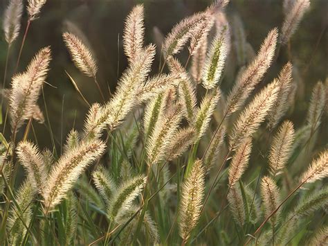 Foxtail Grass Identification