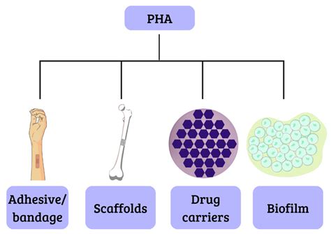 Recent Biotechnological Applications of Polyhydroxyalkanoates (PHA) in ...