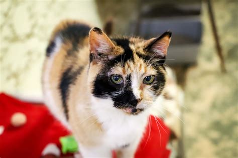 Independent Cat Society