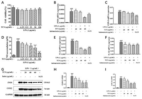 In Vitro and In Vivo Anti-Inflammatory Activities of Tupistra chinensis ...