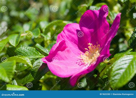 Wild rose - Briar stock photo. Image of bouquet, blossoming - 965338