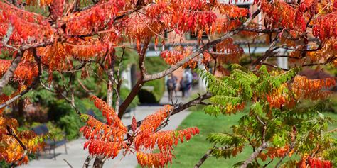 Wsu Vancouver Calendar