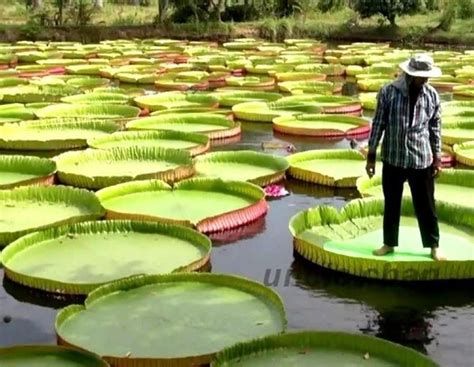 Victoria Amazonica - Queen Victoria Water Lily - Can Hold 2-3 People ...