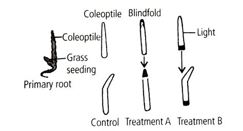 Charles Darwin and his son, Francis experimented with phototropism of ...