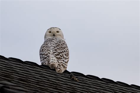 Snowy Owl in Orange County : r/orangecounty