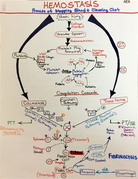 Hemostasis Pathway Diagram for Medical Students