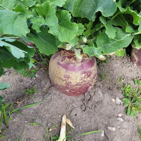 BOTTOM BROOK COTTAGES (Rocky Harbour, Gros Morne National Park ...