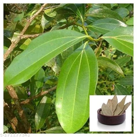 bala plant creation - Tej Patta, Tamalpatra, Indian Bay Leaf Plant/size ...