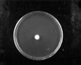 Emulsifying Properties of Rhamnolipids and Their In Vitro Antifungal ...