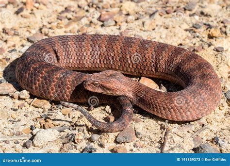 Common Death Adder, Acanthophis Antarcticus, Is A Quiet Venomous Snake ...
